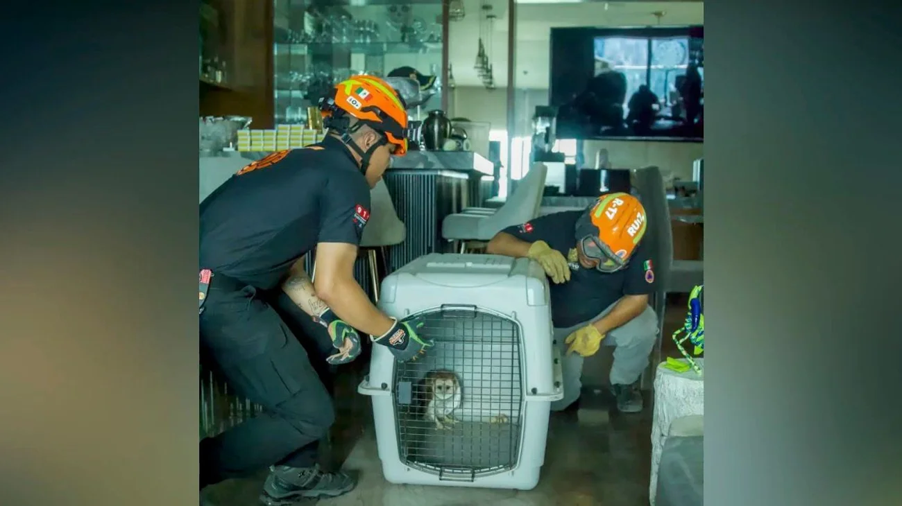 Rescatan a una lechuza en vivienda de San Pedro