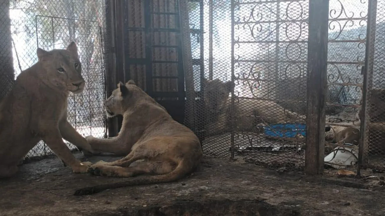 Reciben a leones rescatados en García en Zoológico del Estado