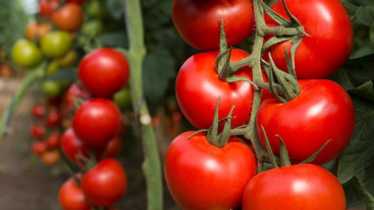 Levanta EUA restricción a importación de tomate mexicano