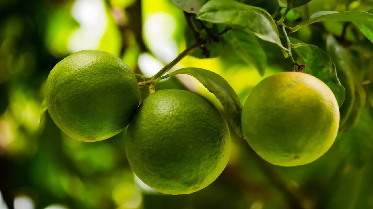 Acepta AMLO subida en el precio del limón por extorsiones