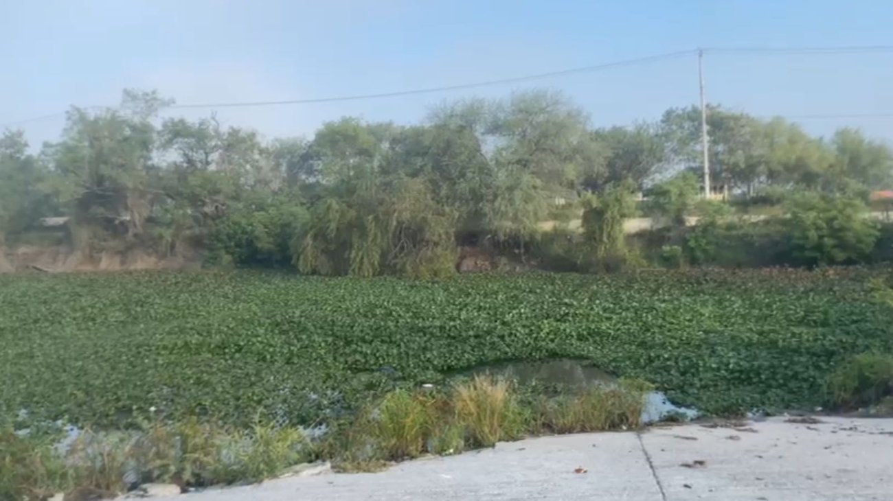 lirio_acuatico_reynosa1_c86bff0fa4