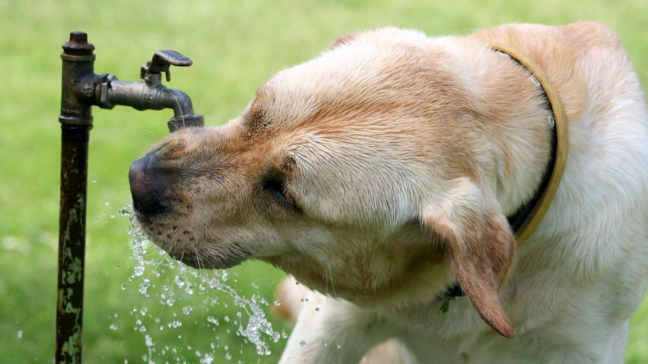 PCNL llama a cuidar a mascotas ante calor extremo