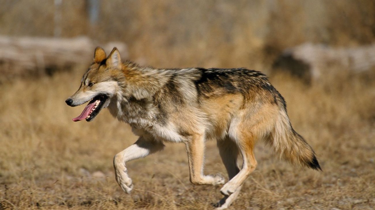 Sobrevive mujer a ataque de lobo tras enfrentarlo