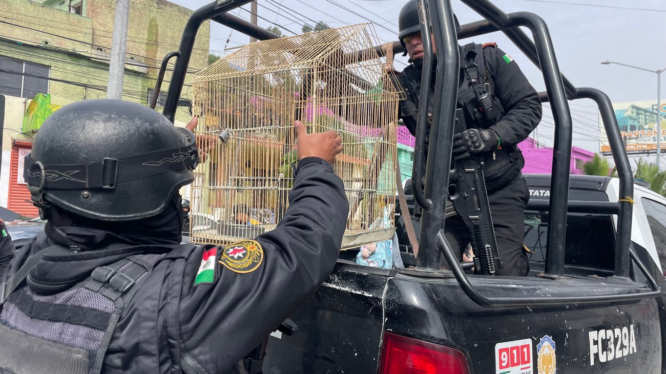 Hace FC mega operativo; se llevan a un detenido y a 2 loros