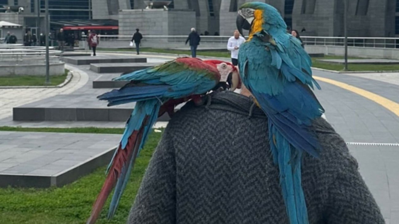 Loros son testigos en juicio de divorcio por infidelidad