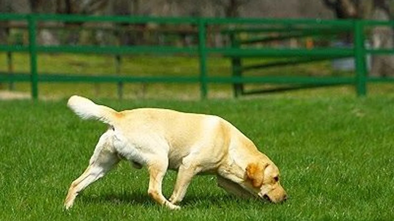 los_perros_y_el_olfato_1_a55640bd49