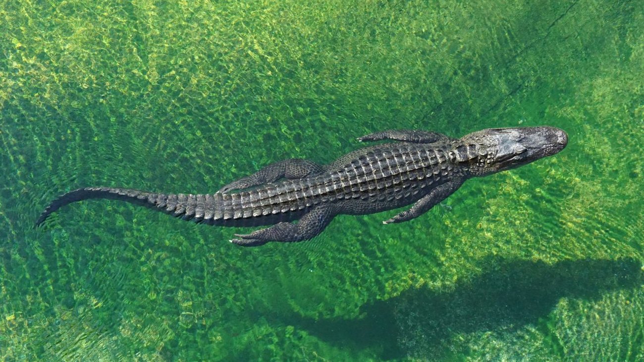 Madre arroja a su hijo de 6 años a un canal de cocodrilos