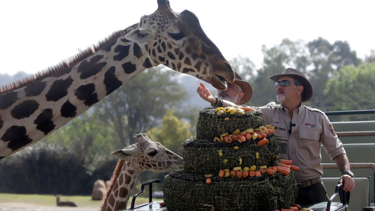 La jirafa 'Benito' se integra a su nueva familia