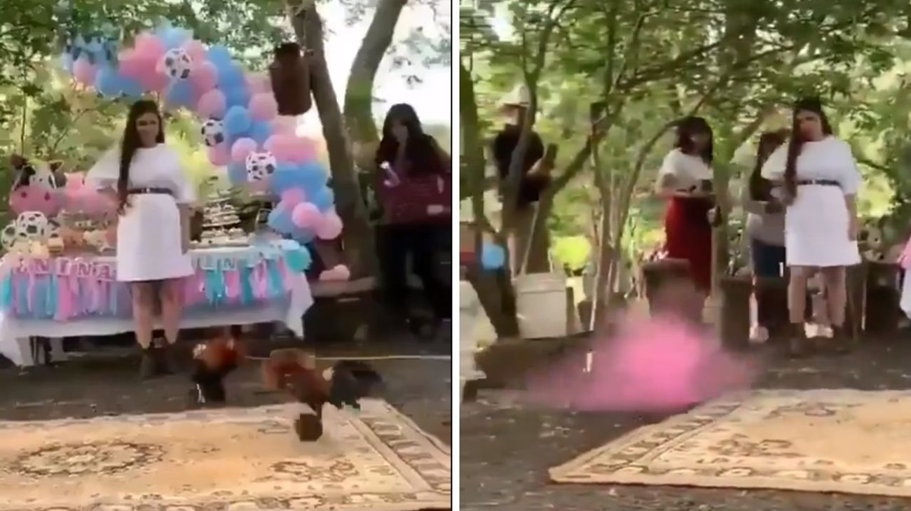 Hacen revelación de género con pelea de gallos en NL