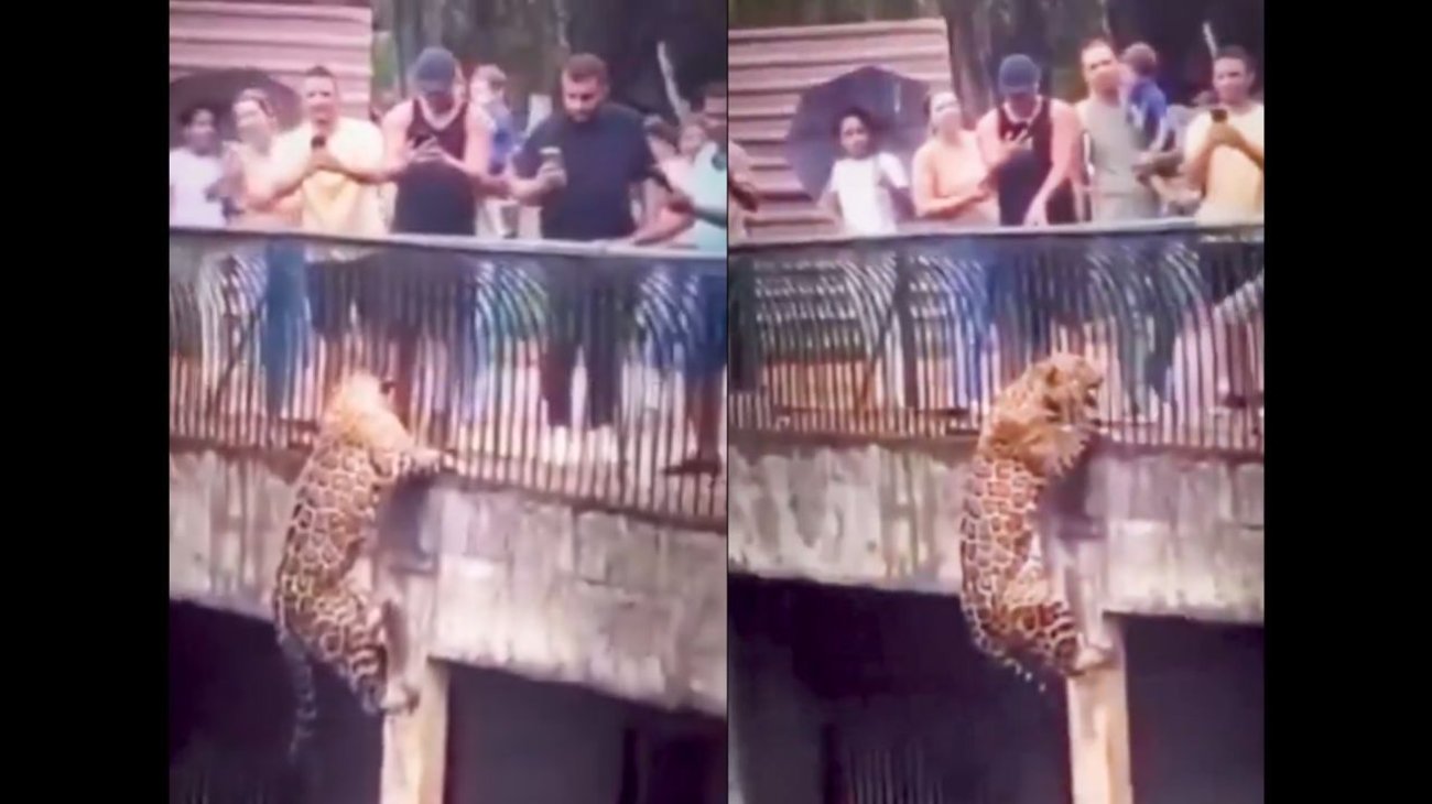 Jaguar intenta escapar de zoológico y causa pánico