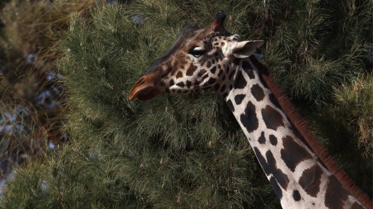 Trasladarán a la jirafa 'Benito' en una caja telescópica