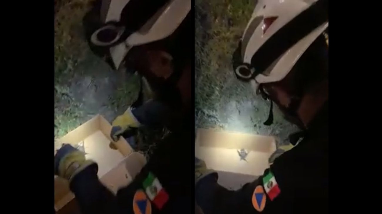 Hallan murciélago en el parque El Capitán y lo resguardan