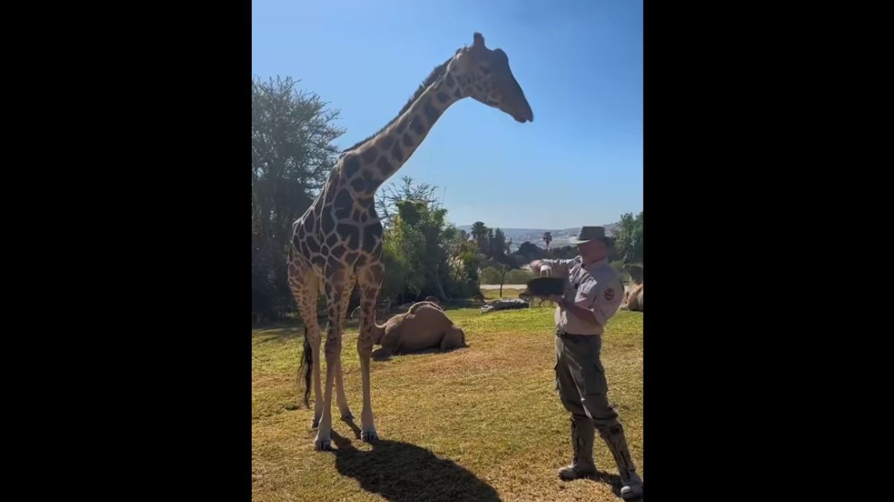 Ahora le buscan novia a la jirafa 'Benito' en su nuevo hogar