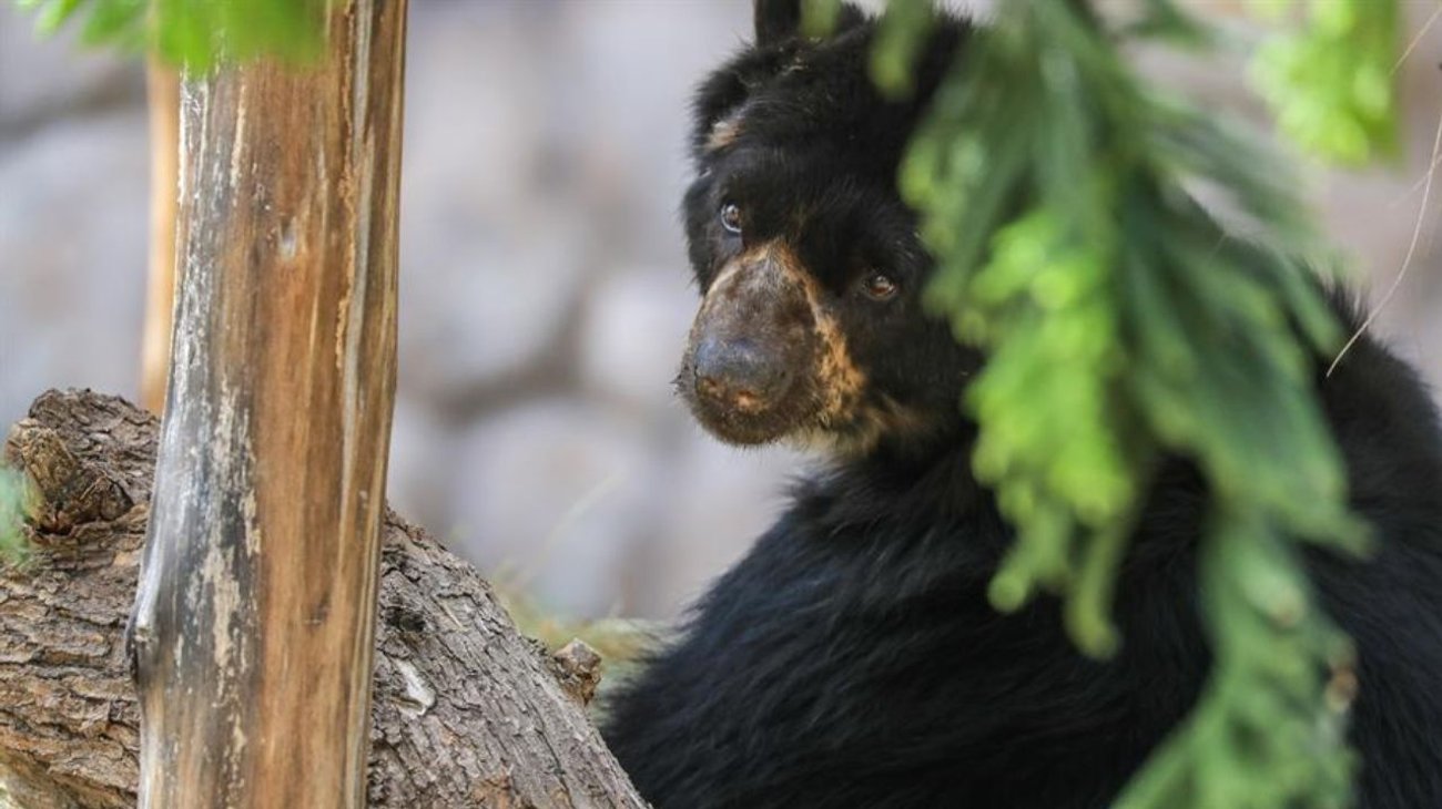 Propone Japón cazar osos ante récord de ataques a humanos