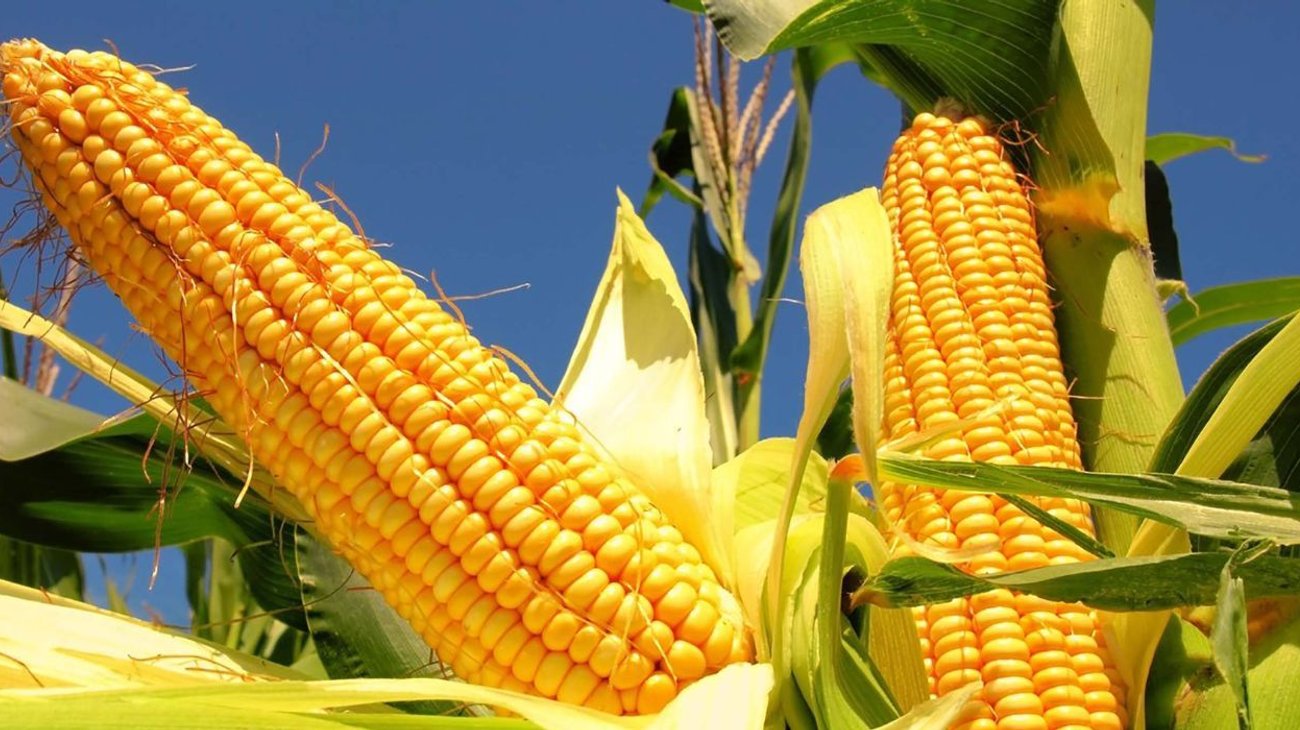 maiz_raiz_sheinbaum_1fedd8339b