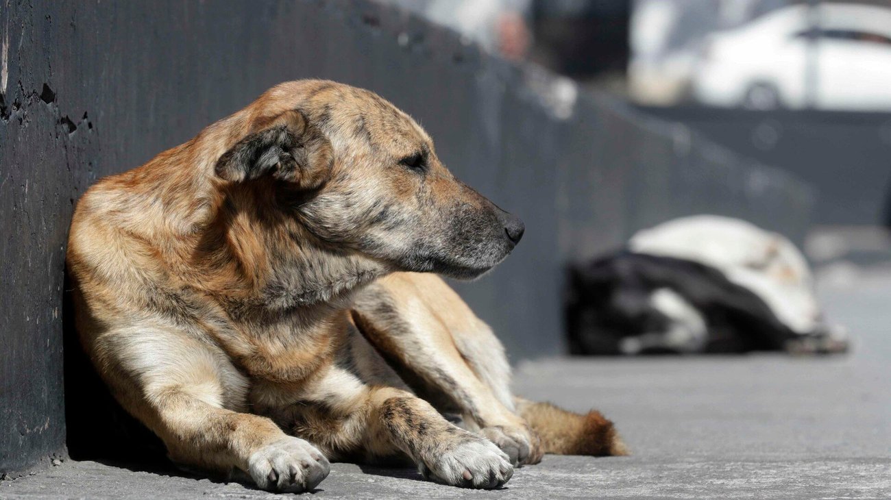 Aplicarán multas por más de $230,000 pesos por maltrato animal