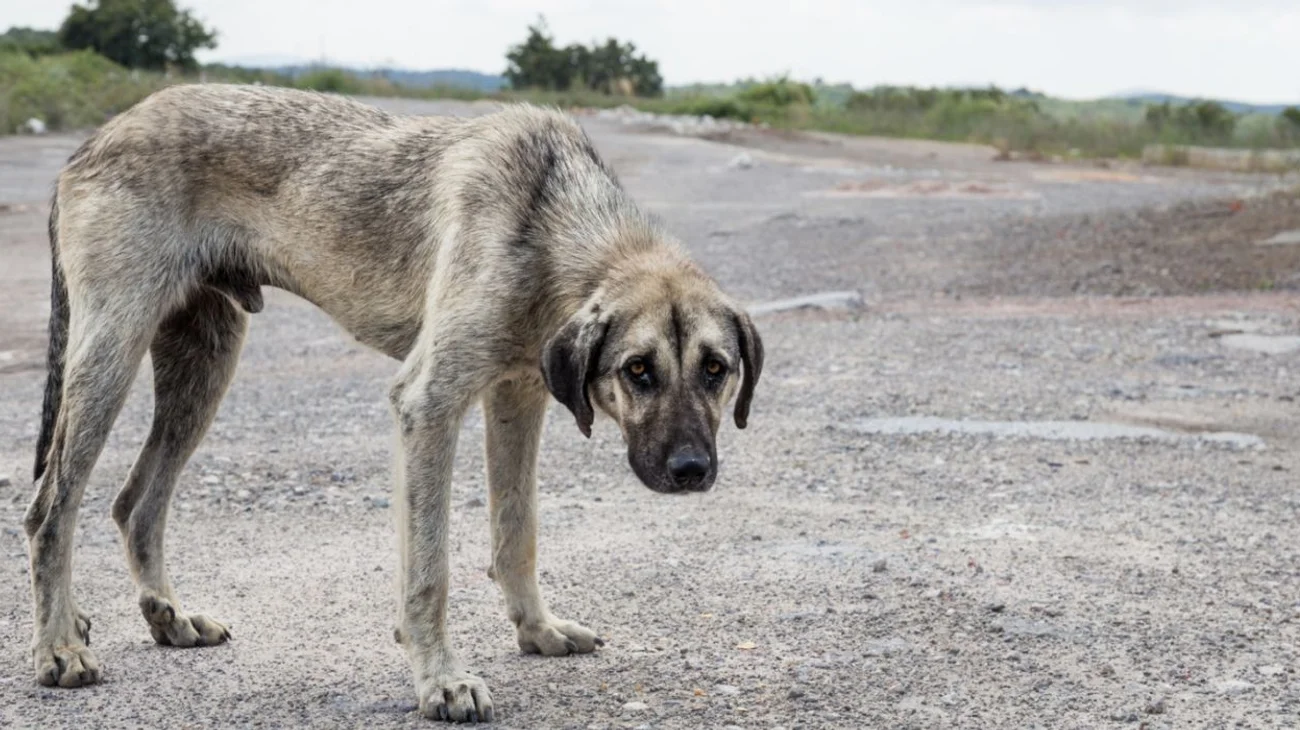 maltrato_animal_mexico_f109818834