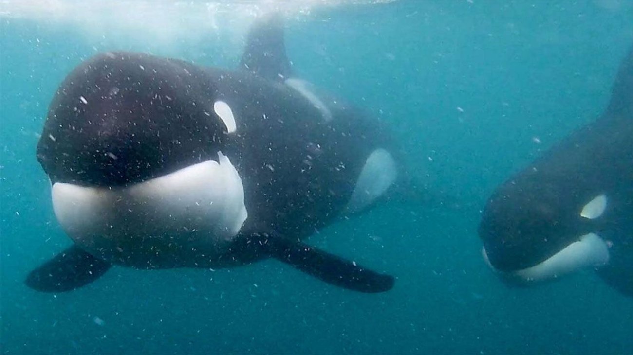 Manada de orcas hunden un velero en el Estrecho de Gibraltar