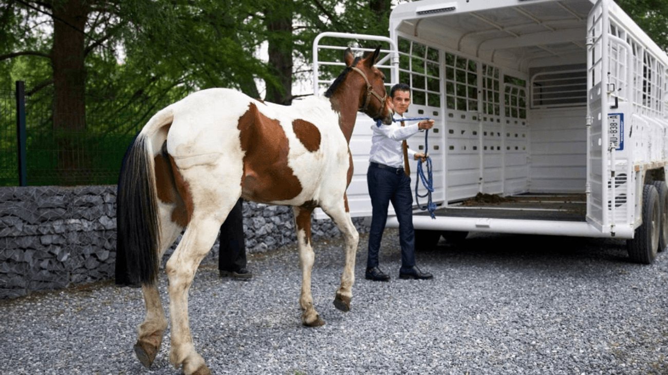 manchas_2026_ebdd84b340