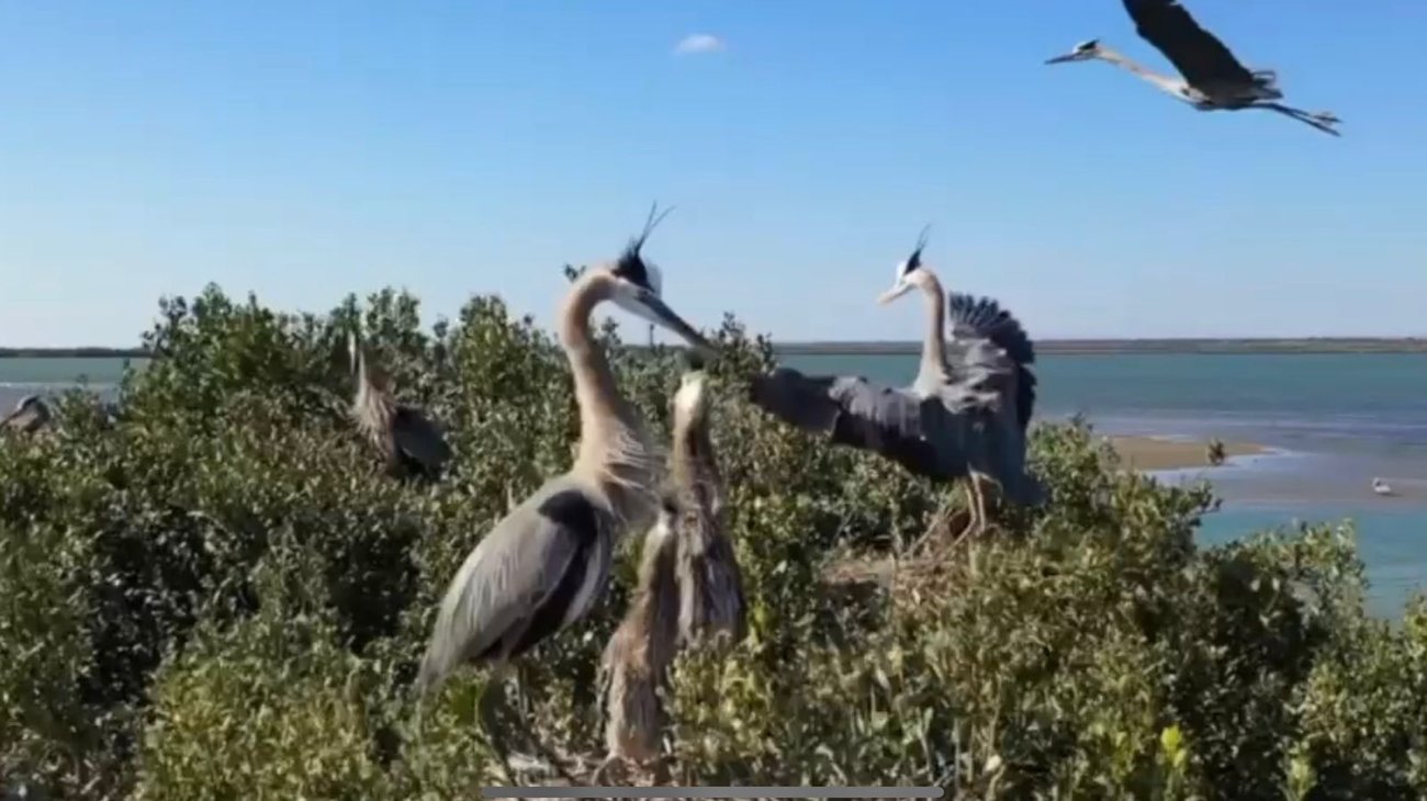 Impacta de forma positiva en ecosistema con vivero de manglar