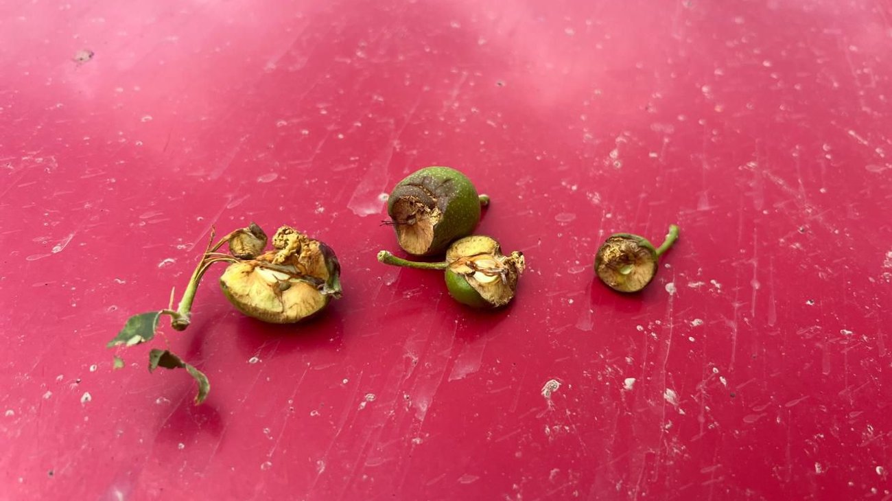 Diez hectáreas de manzana afectadas por granizada en Arteaga