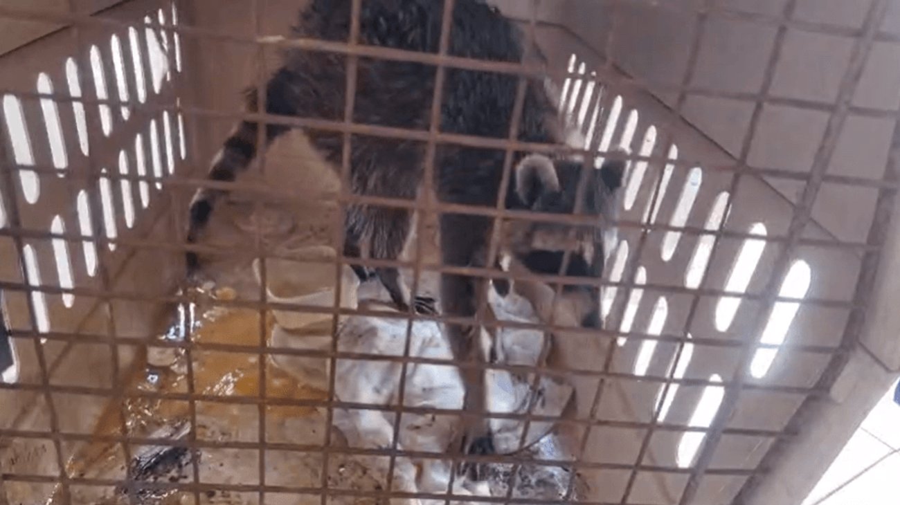 mapache_archivo_613dc53730