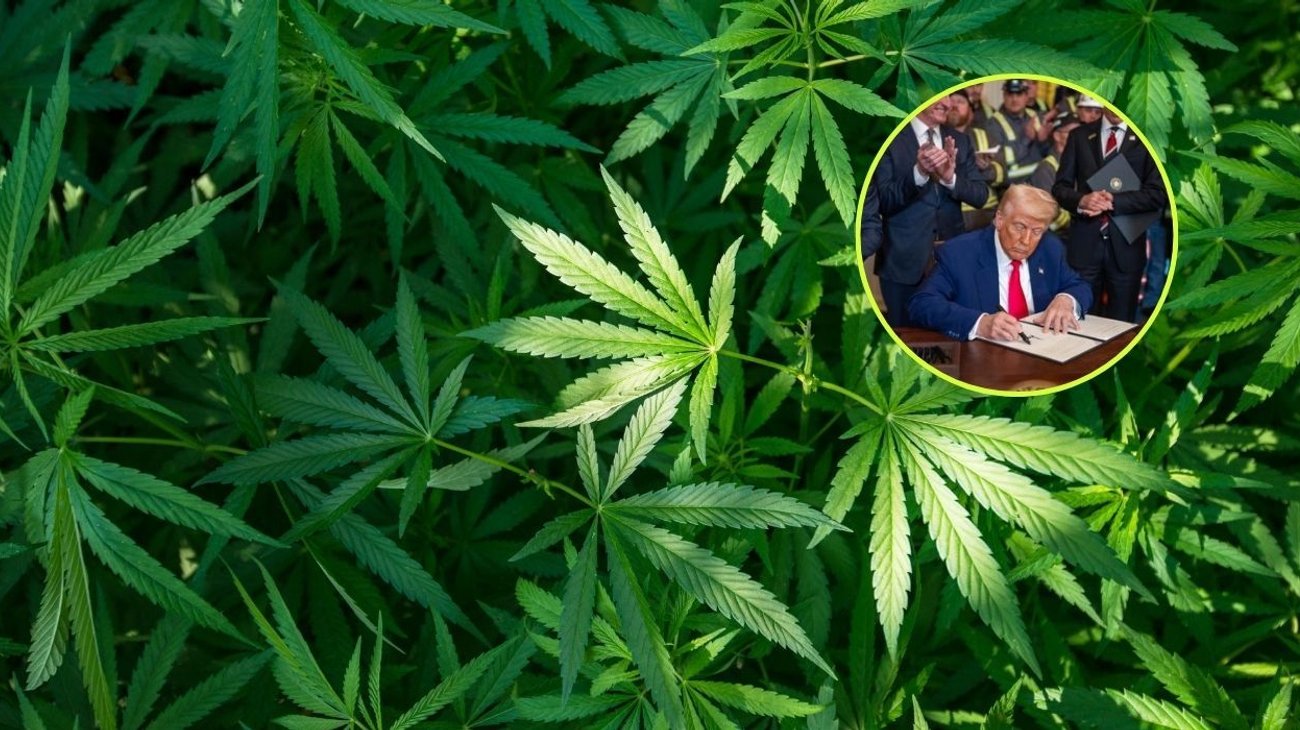 marihuana_trump_a692d310bb