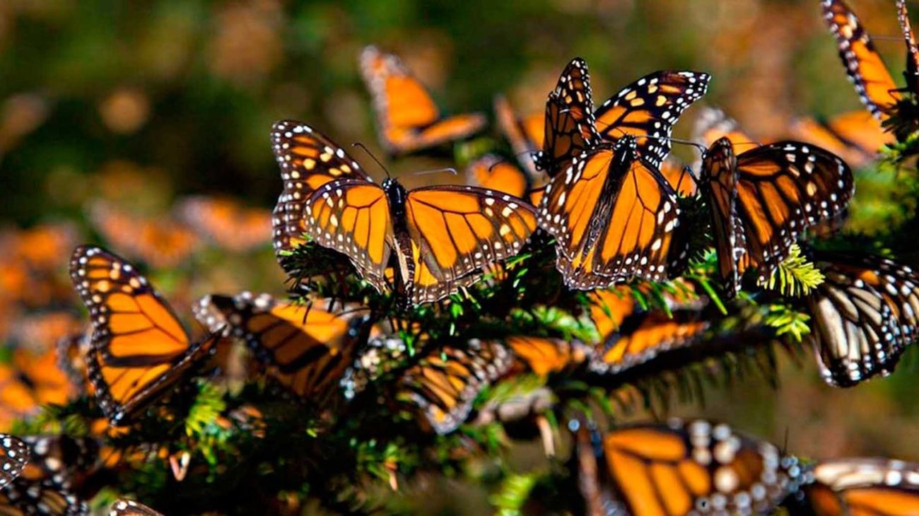 mariposa_monarca_sheinbaum_12bcffd29b