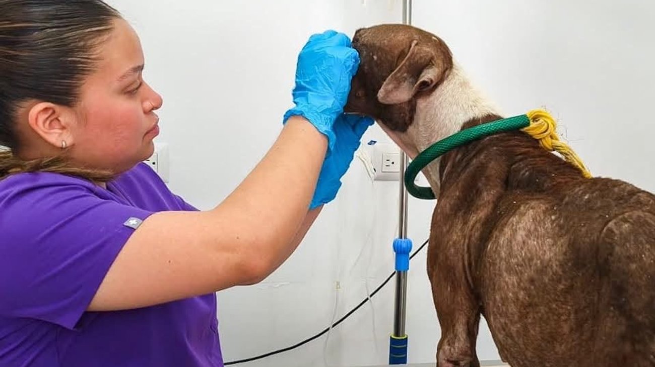 Piden proteger a las mascotas para evitar golpes de calor
