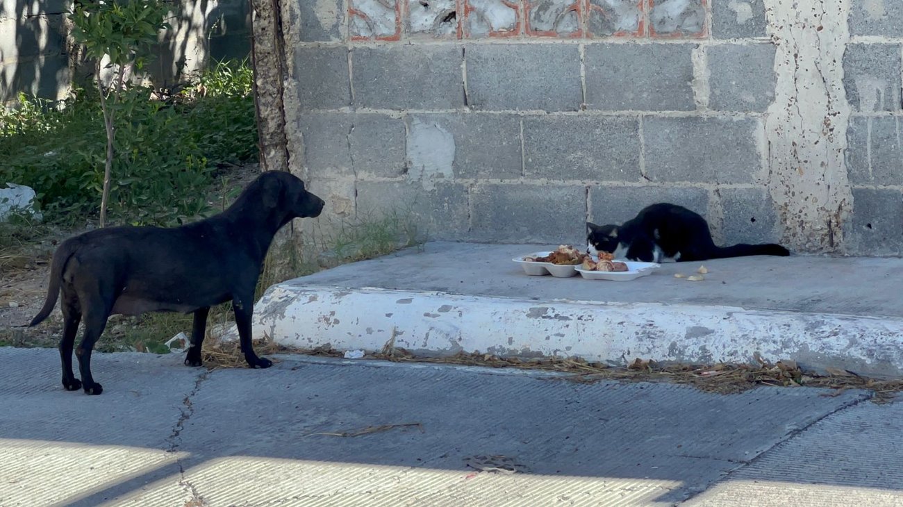 Piden proteger a las mascotas durante celebraciones de Halloween