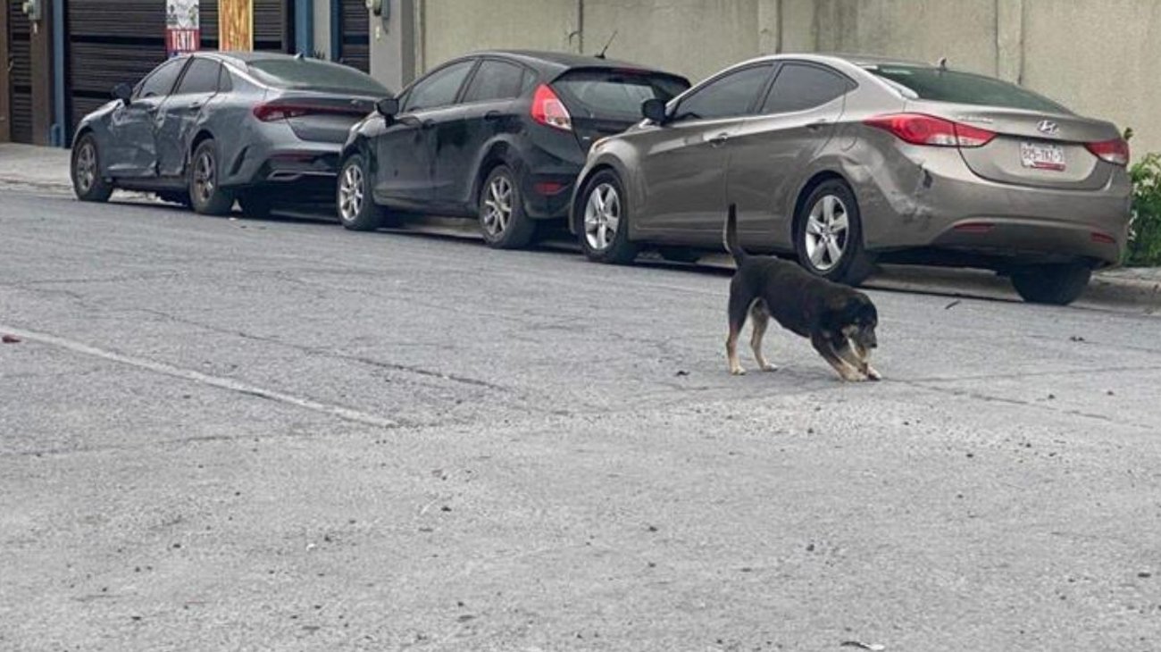 mascotas_extraviadas_db5dcd2bc0