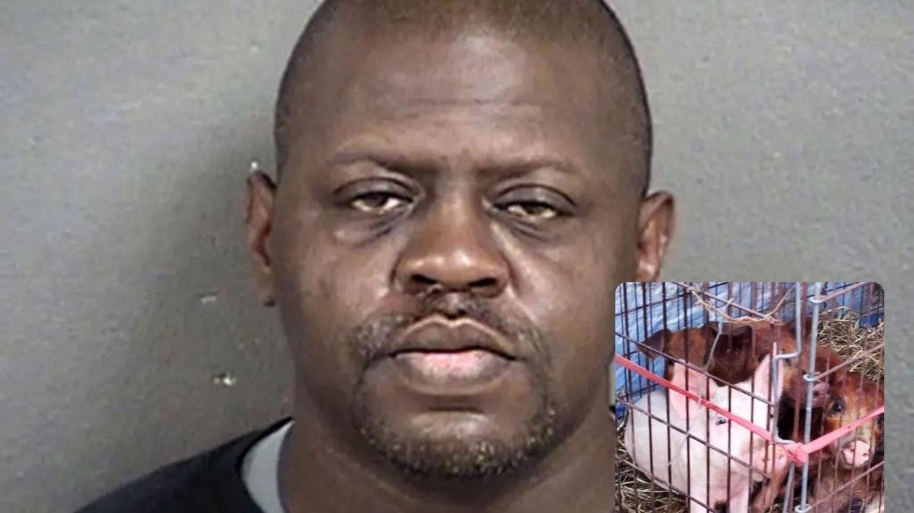 Hombre mata a su hijo de 7 años y alimenta a los cerdos