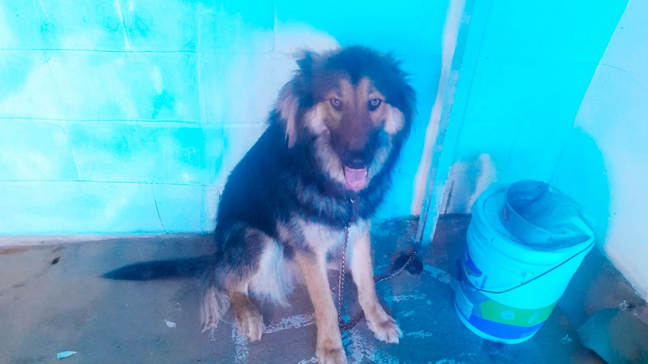 ¡Urgente! Max necesita un hogar; podría acabar en la perrera