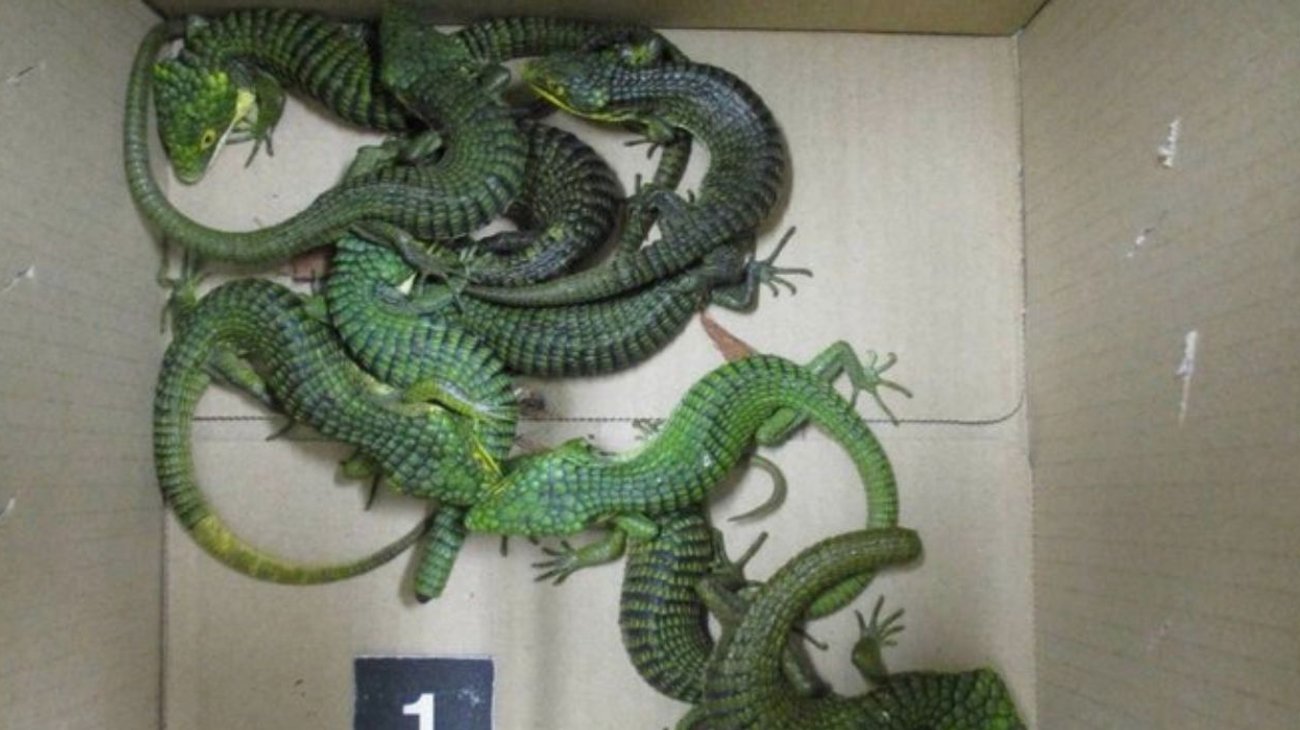 Detienen en Japón a mexicano con lagartos ocultos en calcetines