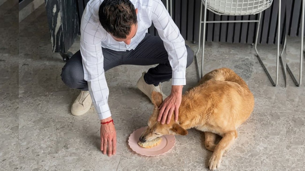 Miguel Flores dona su sueldo para apoyar a perros maltratados