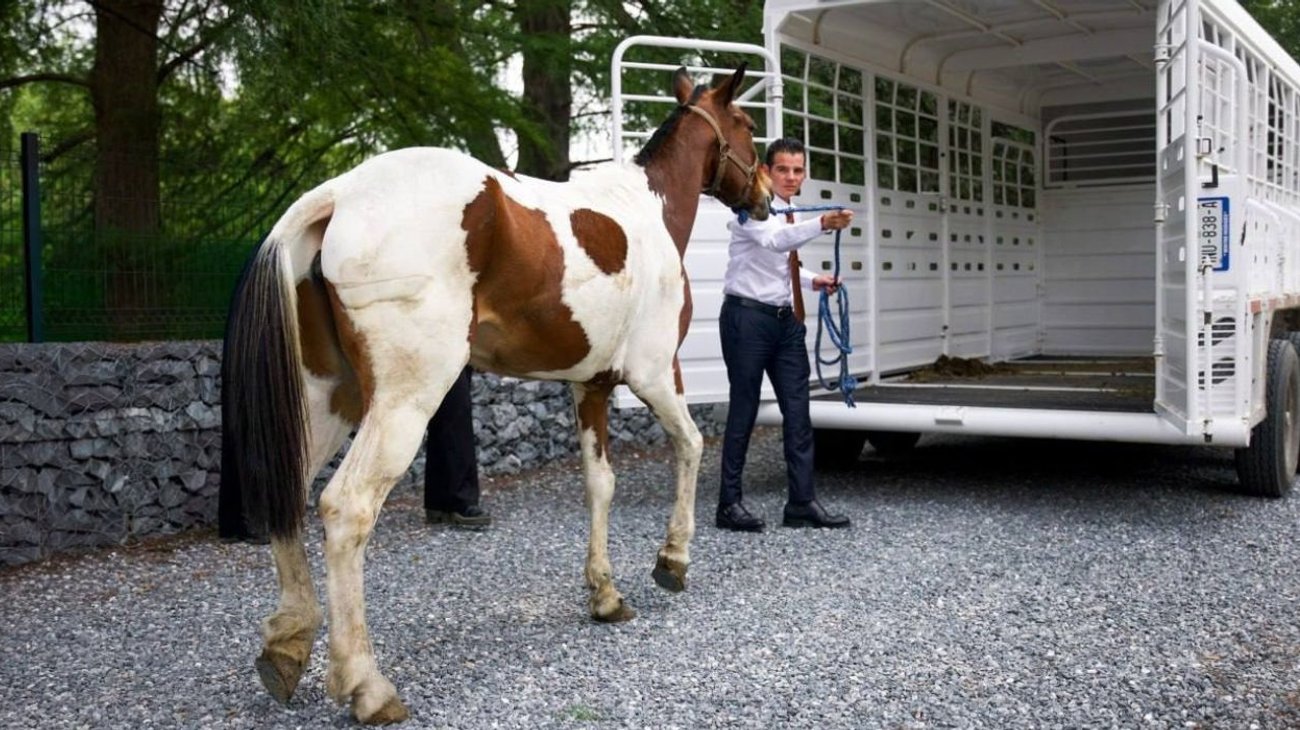 Miguel Flores garantiza vida digna para yegua rescatada