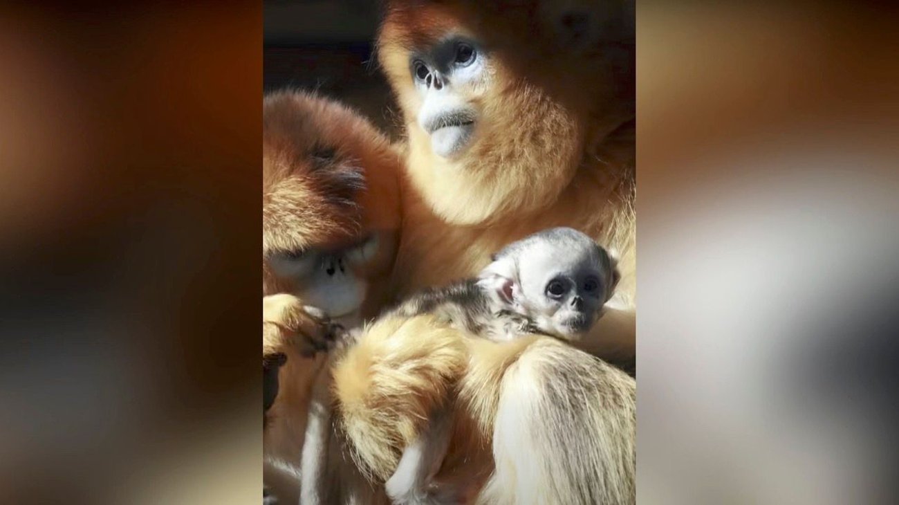 Nace mono dorado en zoológico de Francia; primero fuera de Asia