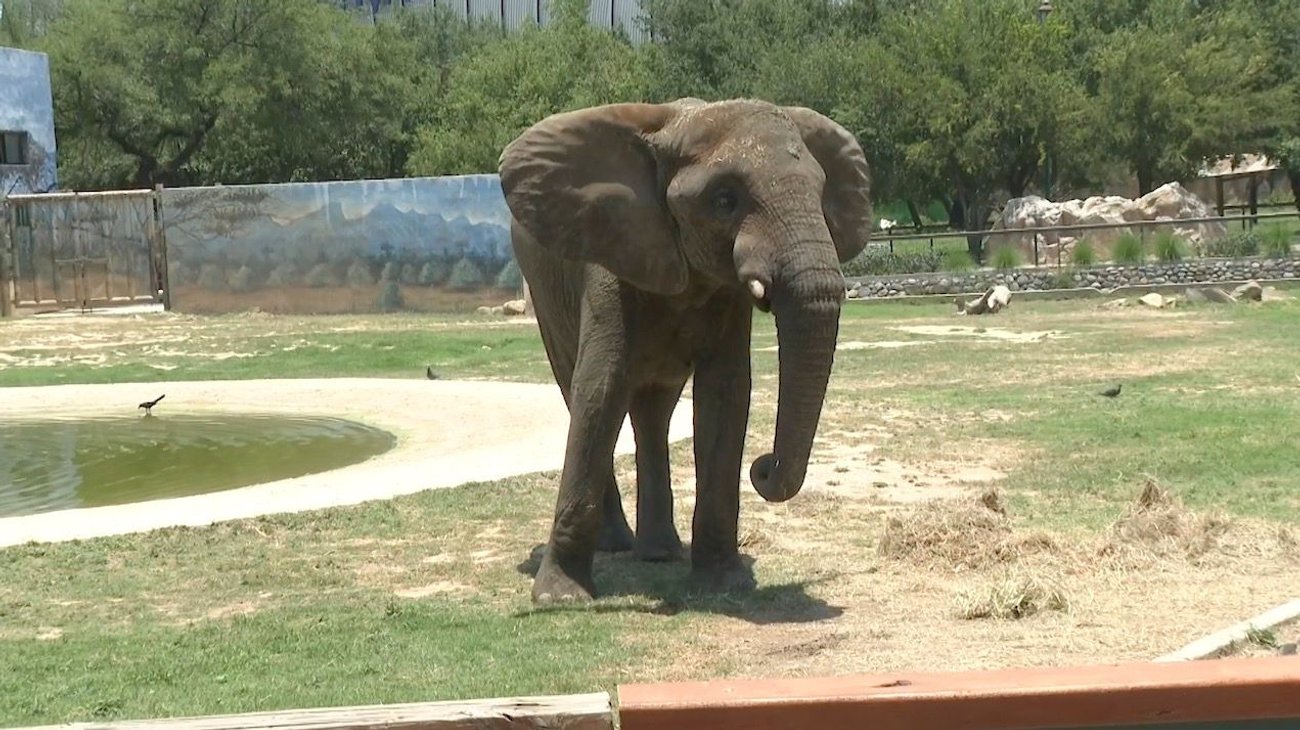 Invita La Pastora a celebrar con 'Monty' su cumpleaños 19