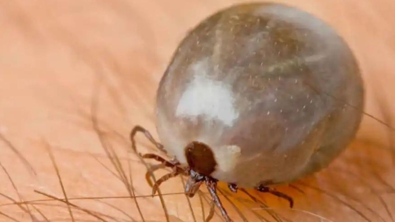 Muere niño de 7 años por picadura de garrapata en Mexicali