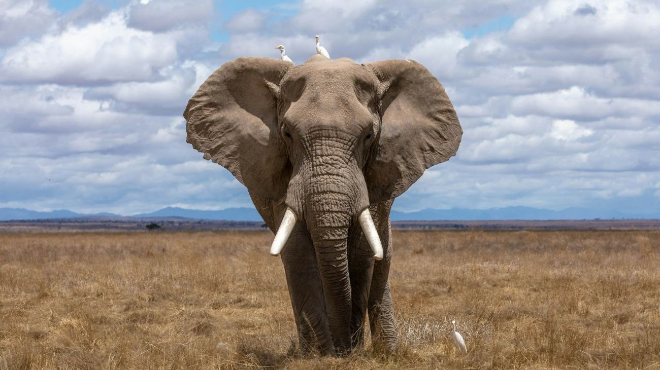 Muere turista estadounidense por ataque de elefante