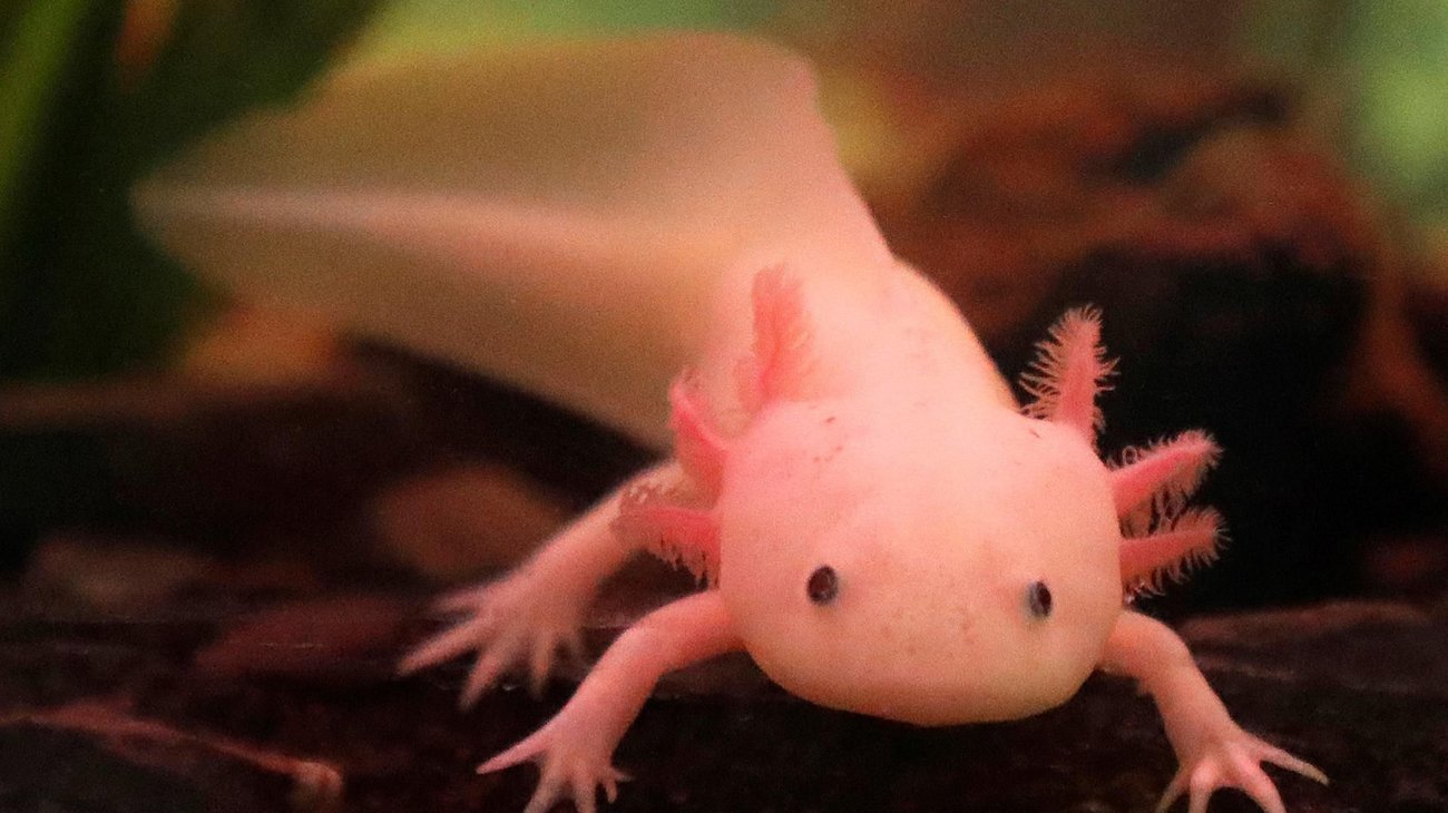 Mueren más del 60% de ajolotes en zoológico de CDMX