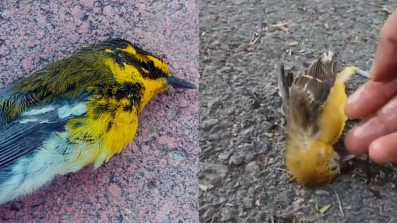 Mueren aves por deshidratación ante ola de calor extrema