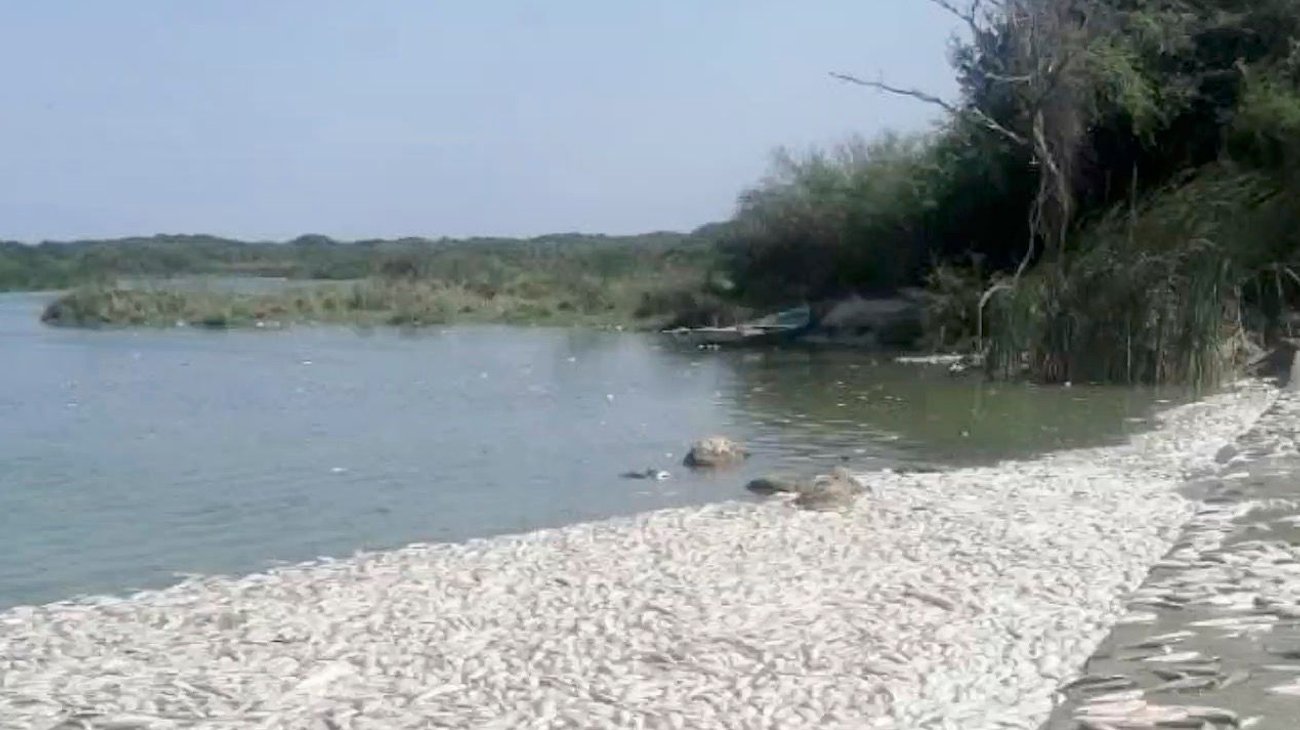 muerte_peces_tamaulipas1_2db462839a