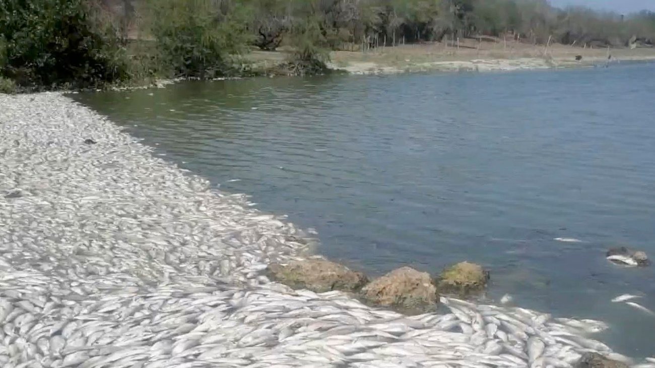 Alarma mortandad de peces en lagunas del sur de Tamaulipas