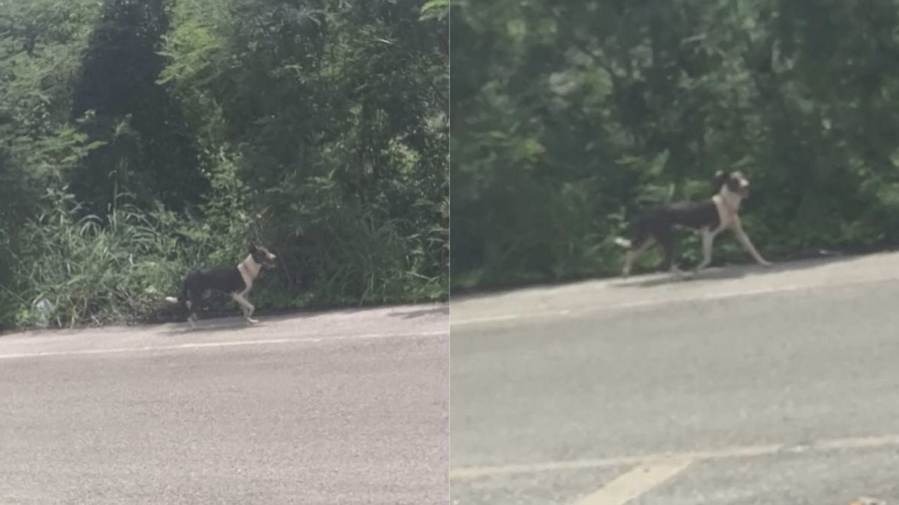 Mujer abandona a su perro en plena carretera en Mérida