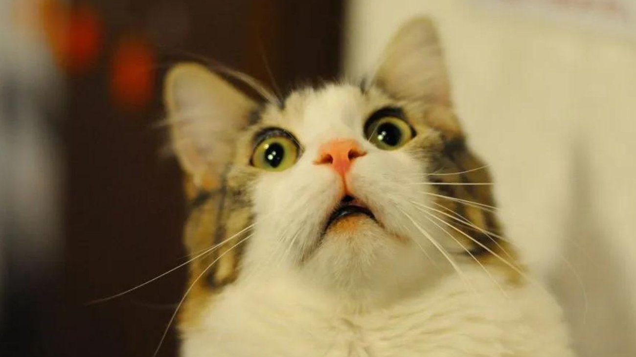 Acusan a mujer de comerse a un gato en la calle en Yucatán