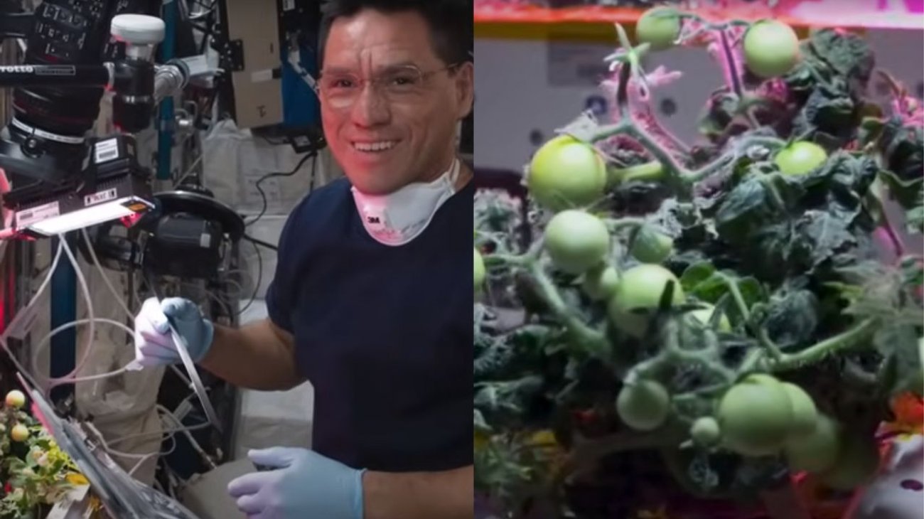 NASA encuentra tomate desaparecido 'en el espacio'