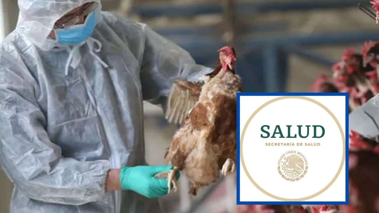 No existe riesgo de contagio de gripe aviar en México: Salud