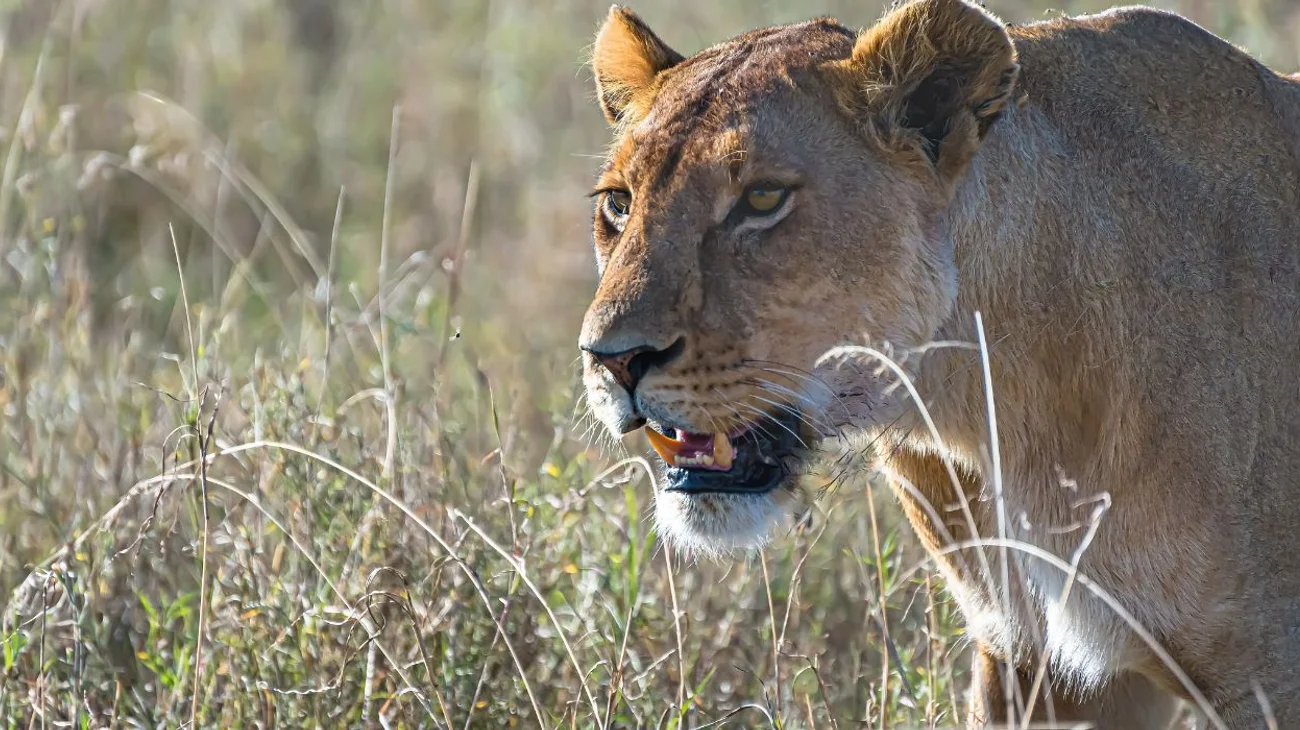 Muere una niña de 14 años al ser atacada por un león en Kenia