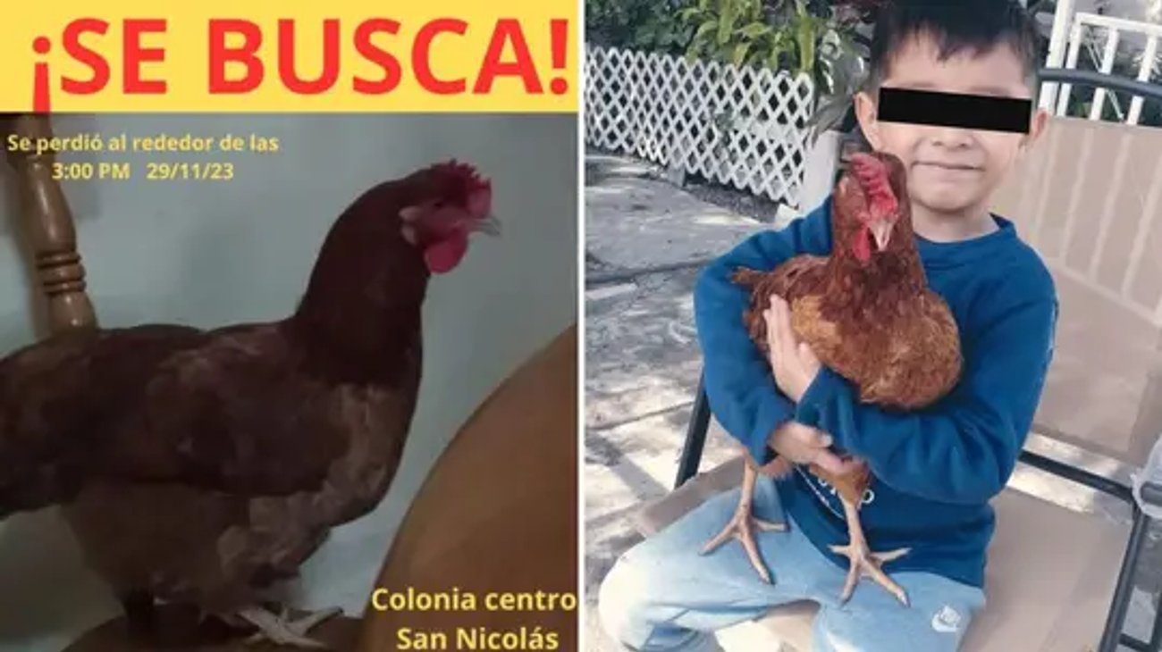 ¡Final feliz! Niño nicolaíta encuentra a su gallina 'Gorda'